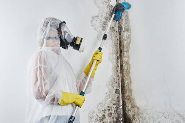 Best Crawl Space Mold Removal  in Rochester, NY