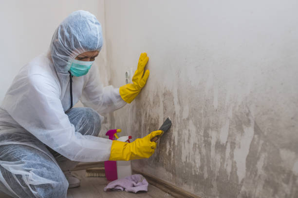 Best Residential Mold Removal  in Rochester, NY