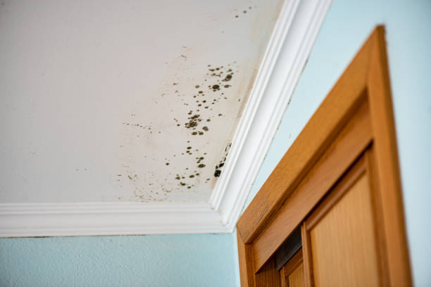 Trusted Rochester, NY Mold Removal Experts