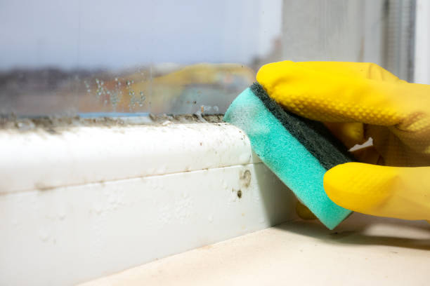 Best Mold Removal Company Near Me  in Rochester, NY