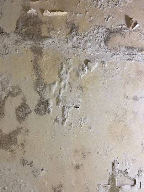 Best Home Mold Removal  in Rochester, NY